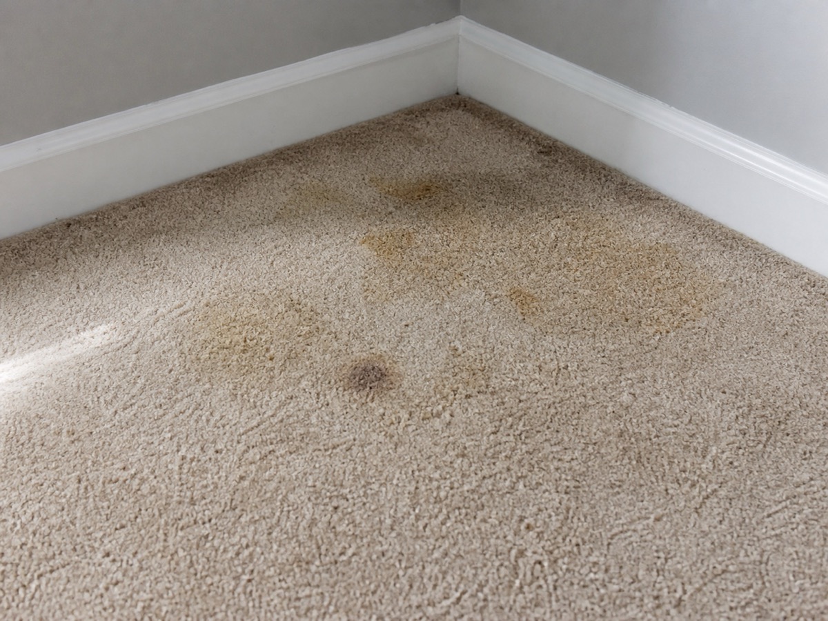 Before: Carpet with a corner of old pet stains, then the same corner after treatment