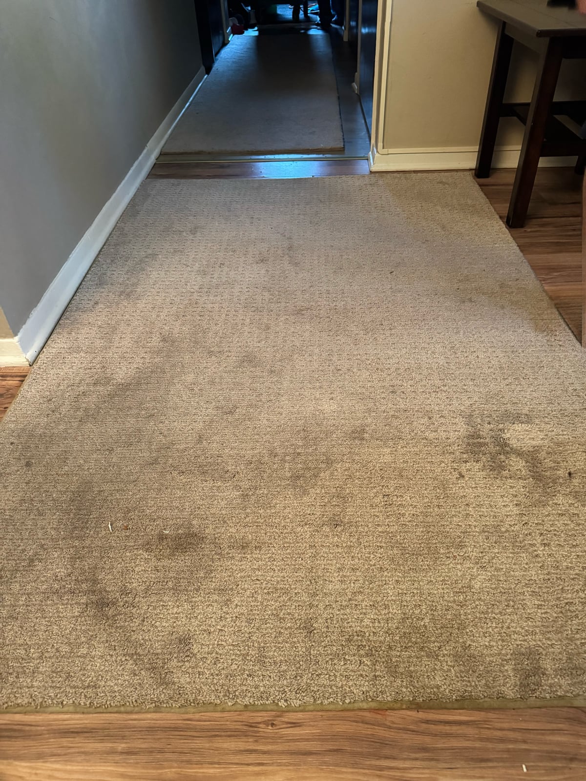 Before: Light-colored area rug with visible traffic soil and spots