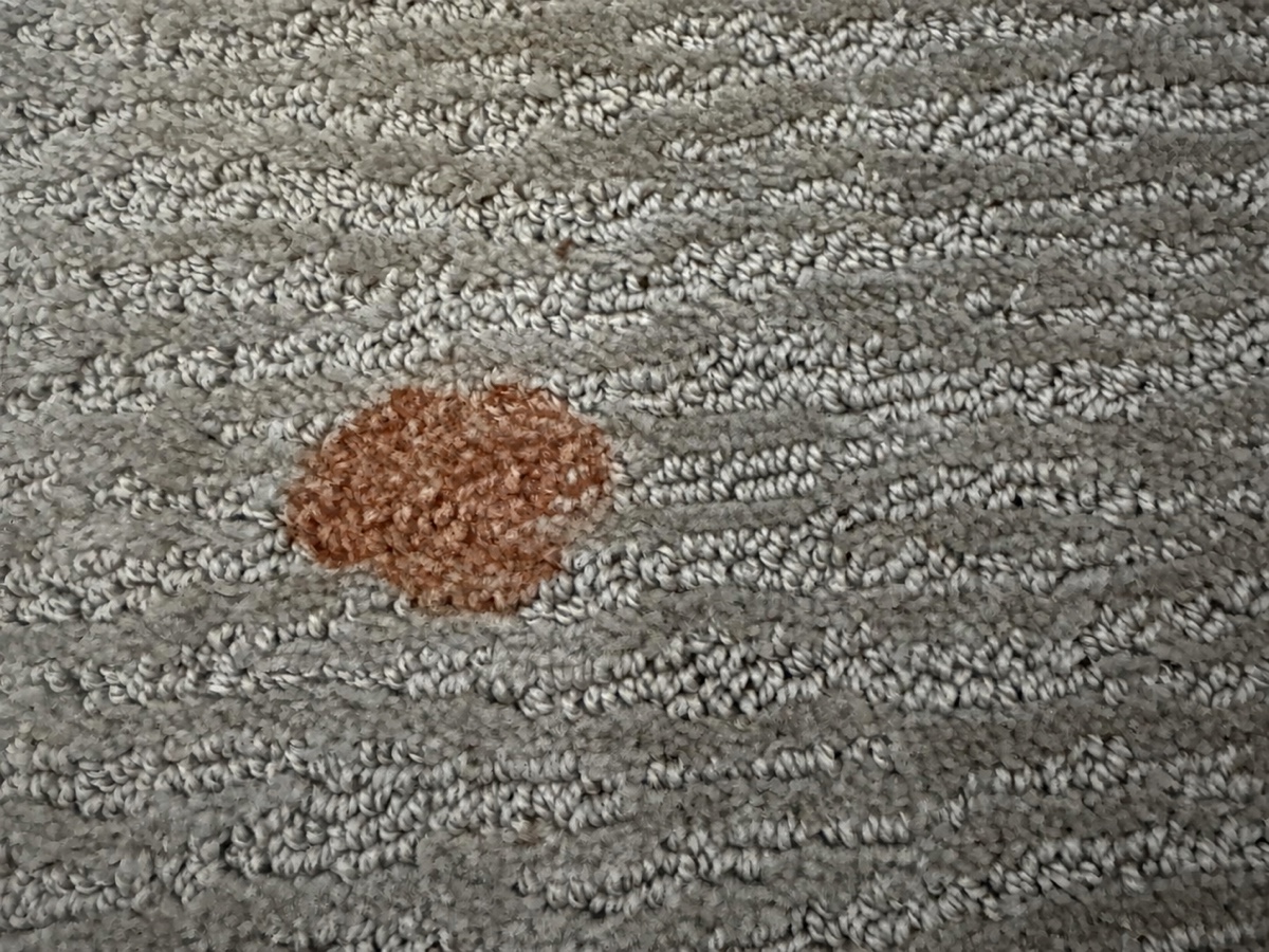 Before: Dried orange cat-vomit spot on gray carpet