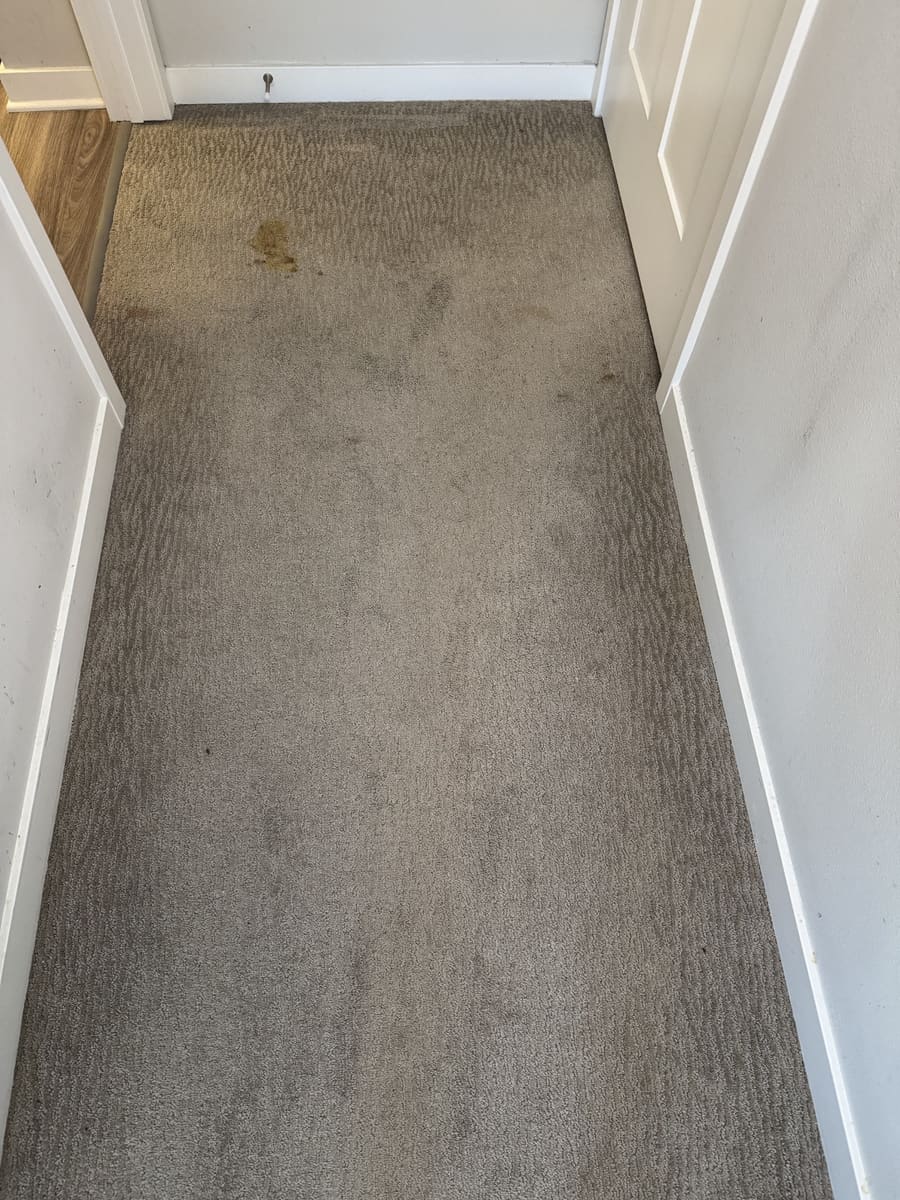 Before: Hallway carpet with a visible spot and traffic marks