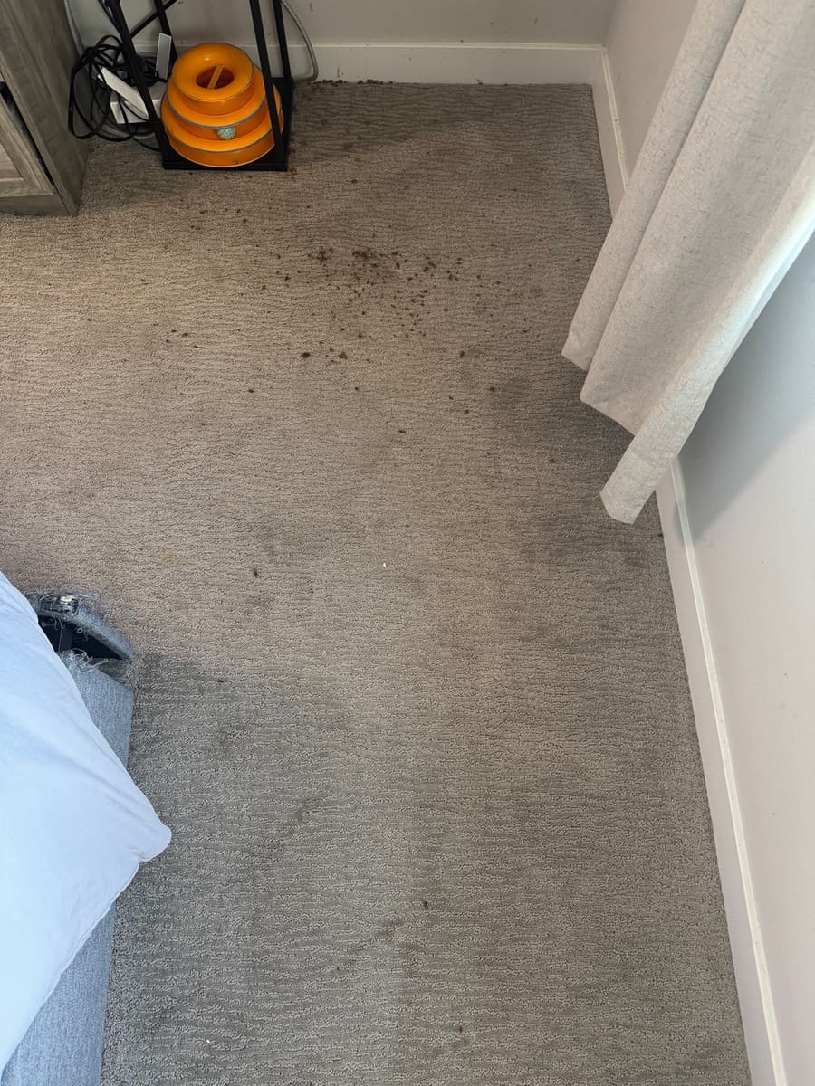 Before: Bedroom carpet near a shelf with several visible marks